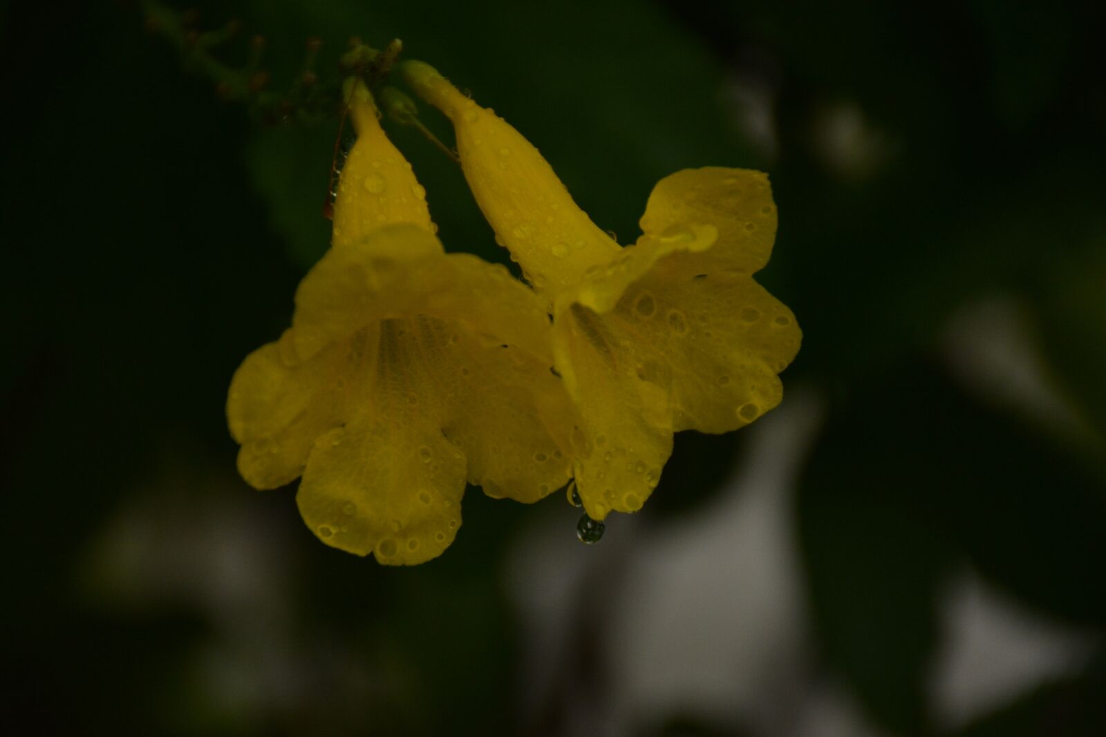 Nikon D5200 sample photo. Flower, water, drop photography