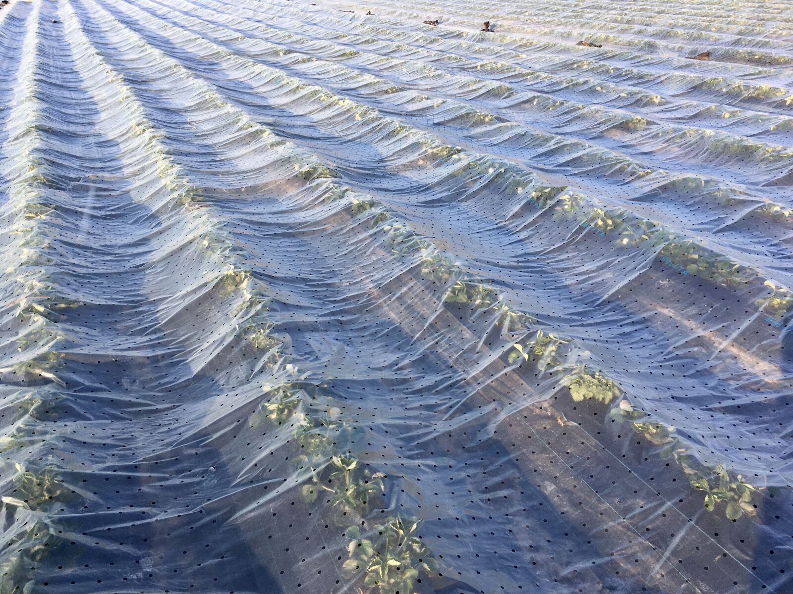 iPhone SE back camera 4.15mm f/2.2 sample photo. Field, wave, nature photography