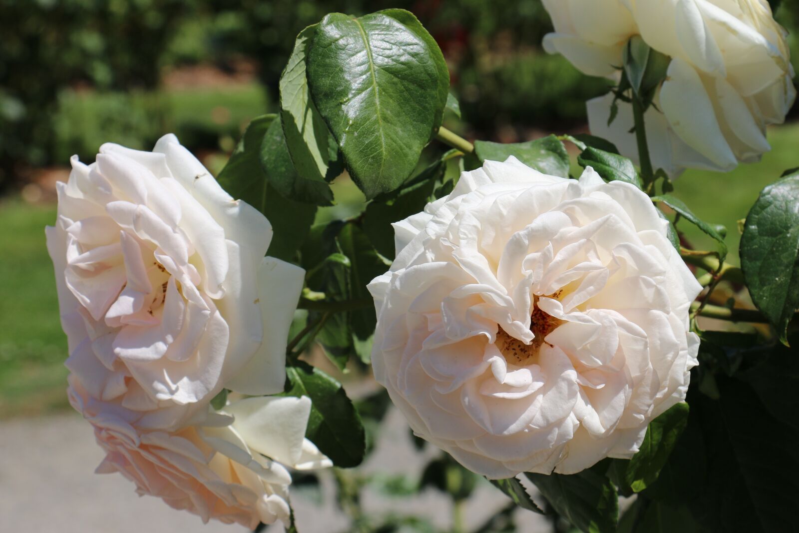 Canon EOS 70D sample photo. Flowers, white rose, leaves photography
