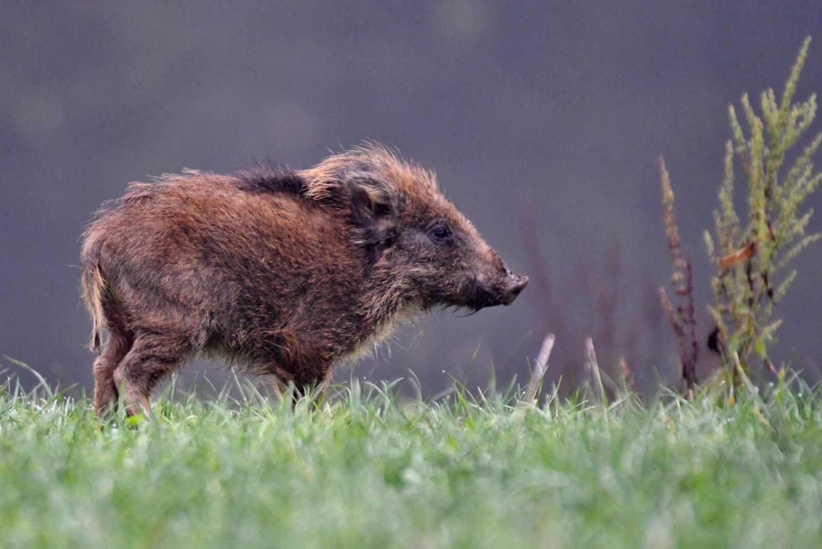 Nikon D500 sample photo. Hog, wild, mammal photography