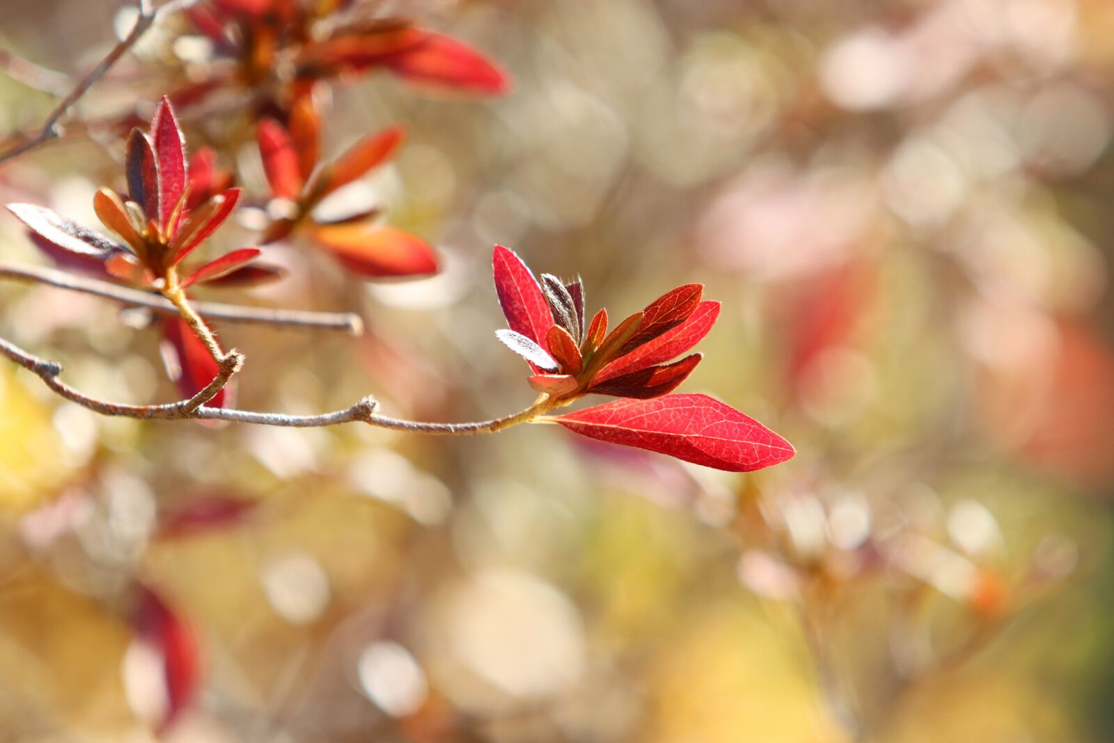 Canon EF 70-200mm F2.8L USM sample photo. Autumn, autumn leaves, the photography