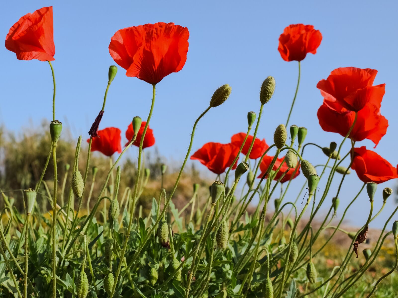 Nikon D3300 sample photo. Poppies, flower, spring photography