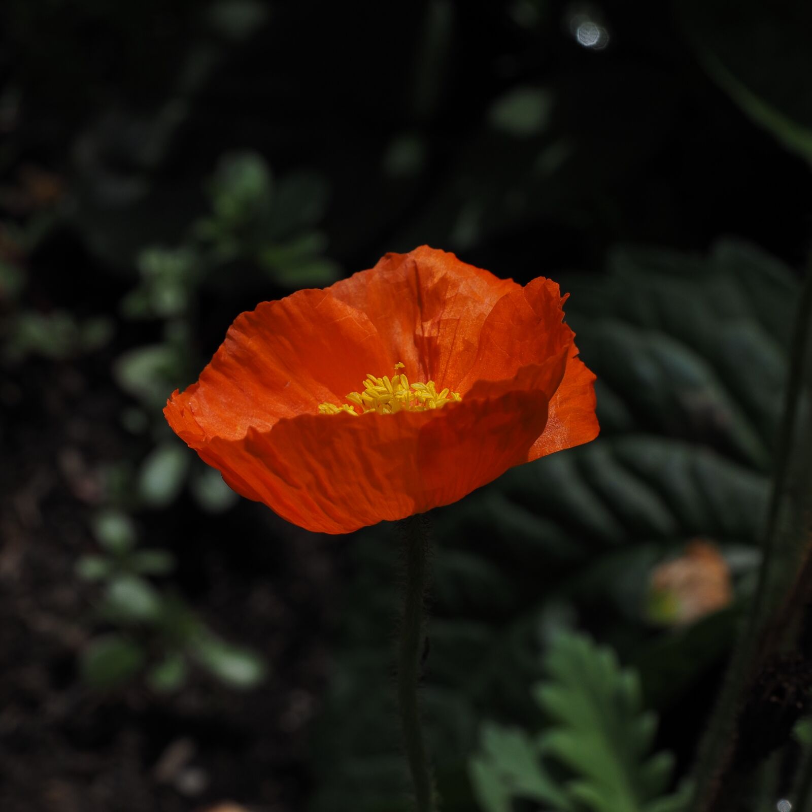 Olympus OM-D E-M1 + Olympus M.Zuiko Digital ED 12-40mm F2.8 Pro sample photo. Poppy, red, klatschmohn photography