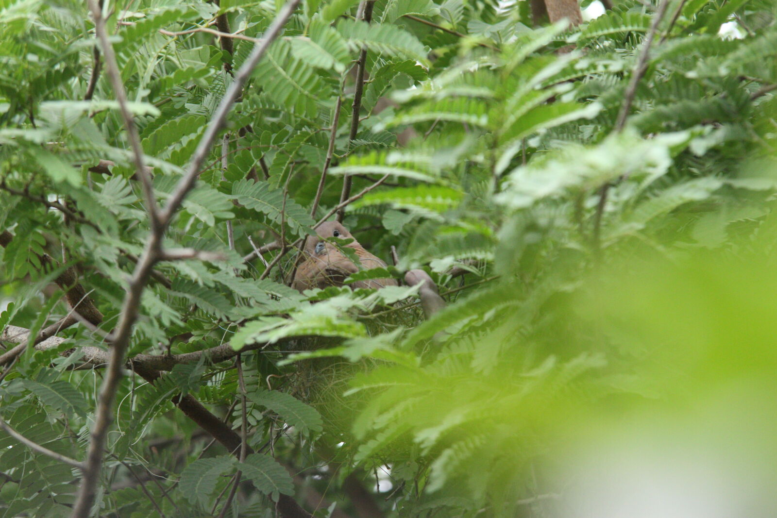 Canon EOS 700D (EOS Rebel T5i / EOS Kiss X7i) sample photo