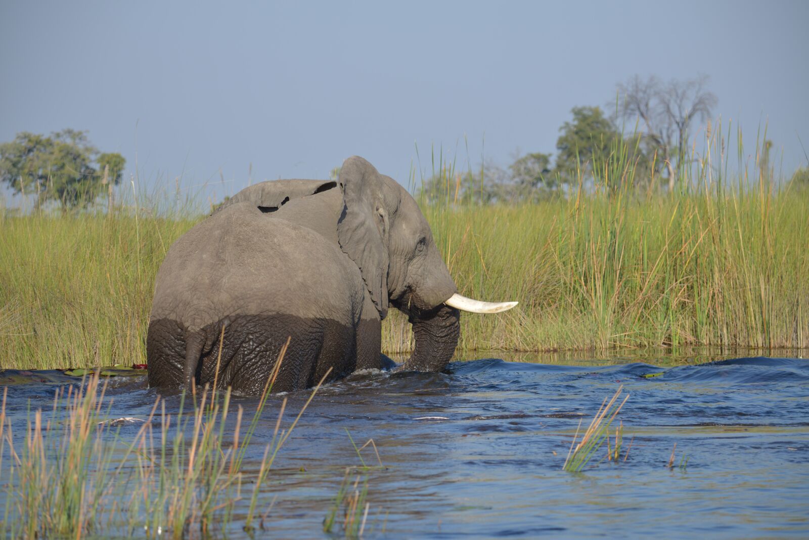Nikon D800 sample photo. Elephant, botswana, africa photography