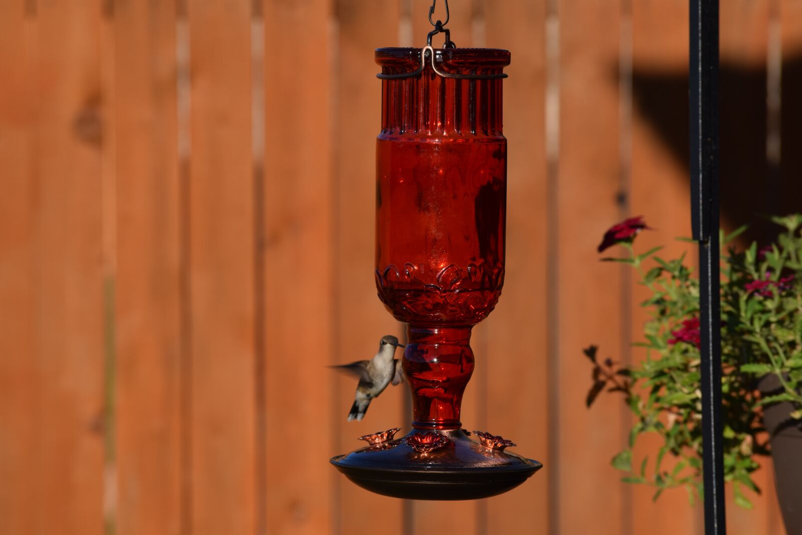 Nikon D3300 sample photo. Hummingbird, bird, flying photography