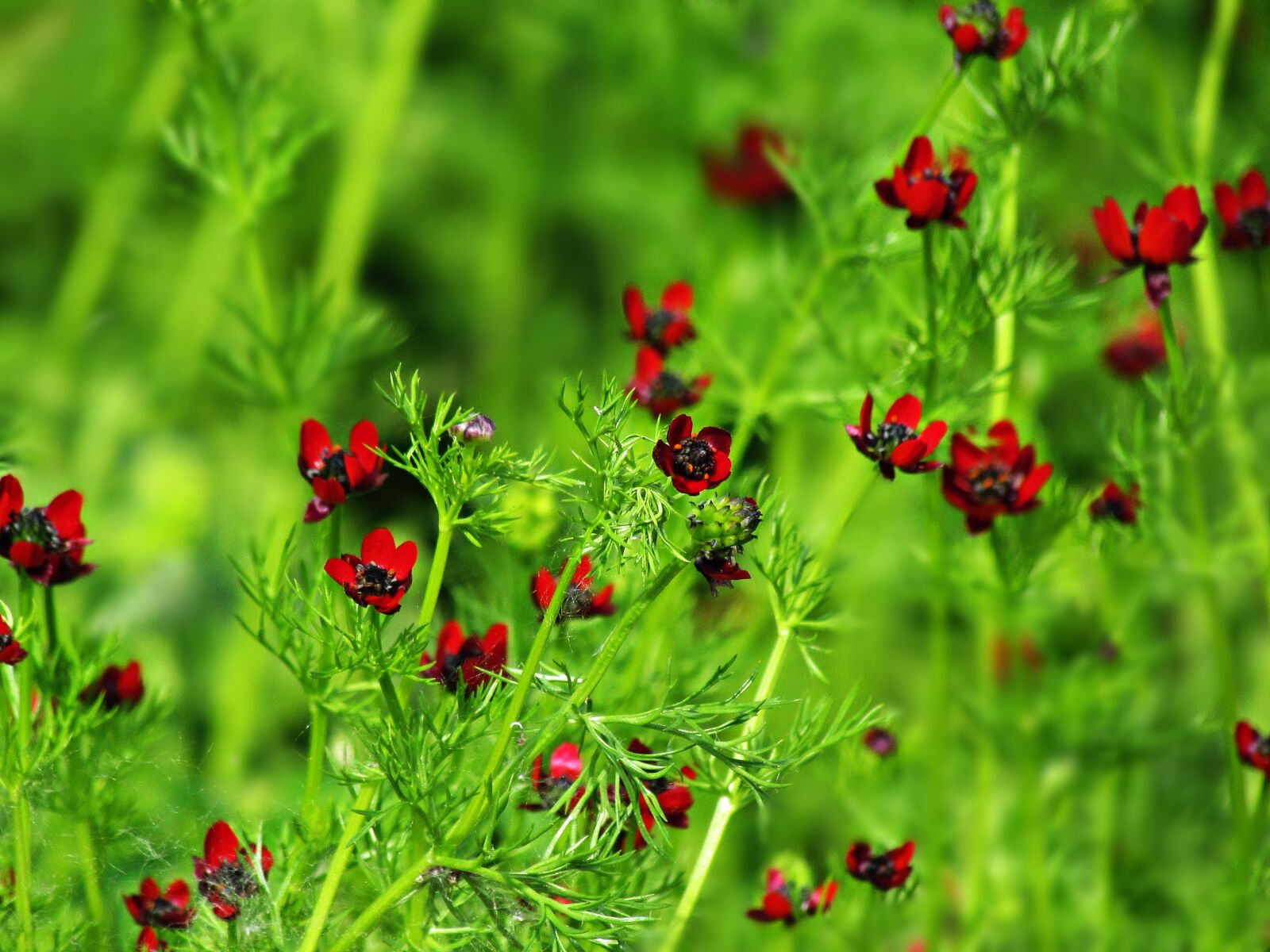 Canon PowerShot SX30 IS sample photo. Flowers, the background, red photography