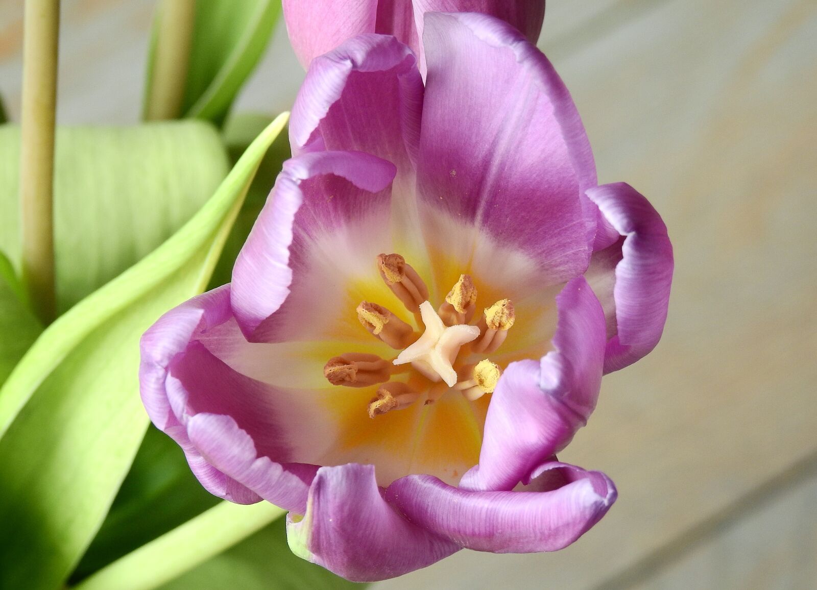 Nikon Coolpix P900 sample photo. Nature, no person, tulip photography