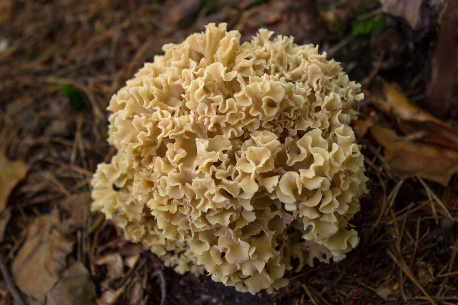 Canon EOS 600D (Rebel EOS T3i / EOS Kiss X5) sample photo. Mushroom, spongy, cauliflower mushroom photography
