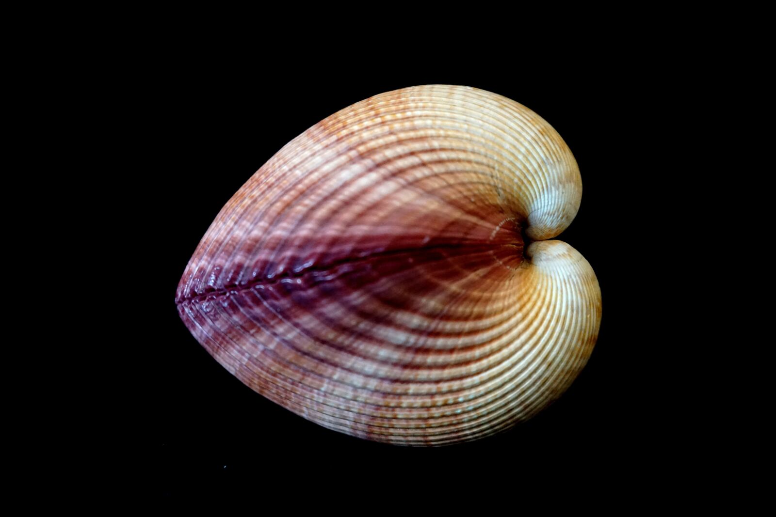 Sony a6000 sample photo. Cockle, shell, heart photography
