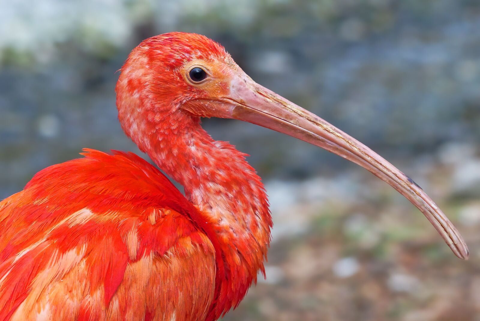 Panasonic Lumix DMC-FZ200 sample photo. Nature, animal world, bird photography
