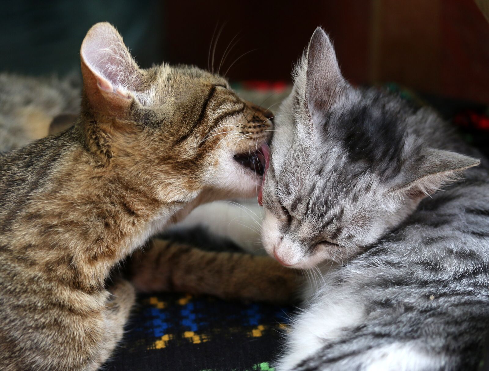 Canon EF-S 60mm F2.8 Macro USM sample photo. Cats, love, two photography