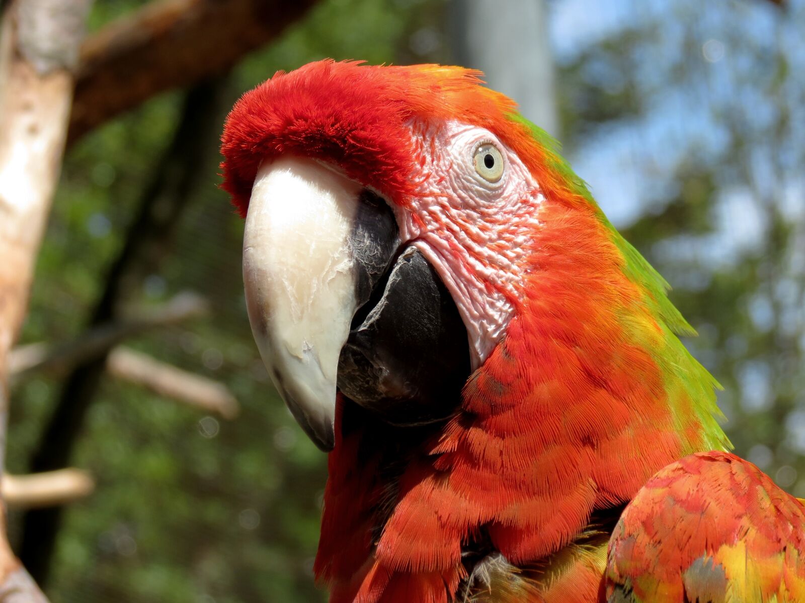 Canon PowerShot SX40 HS sample photo. Ara, parrot, light red photography