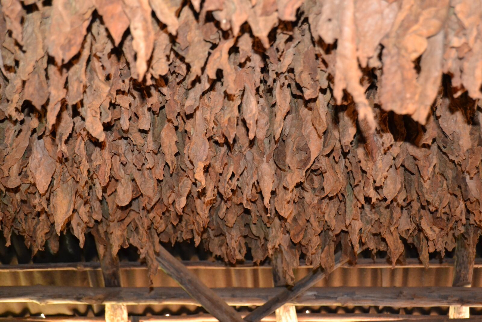 Nikon D3100 sample photo. Cuba, vinales, tobacco photography