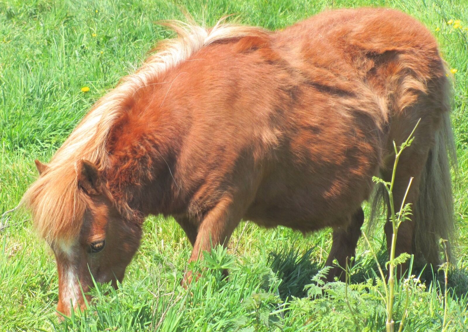 Canon PowerShot SX210 IS sample photo. Horse, pony, shetland photography