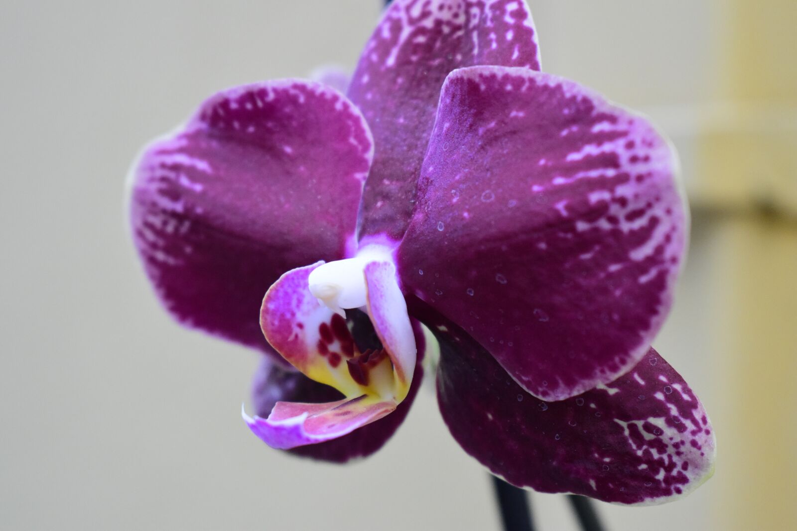 Nikon D3500 sample photo. Orchid, flowers, b w photography