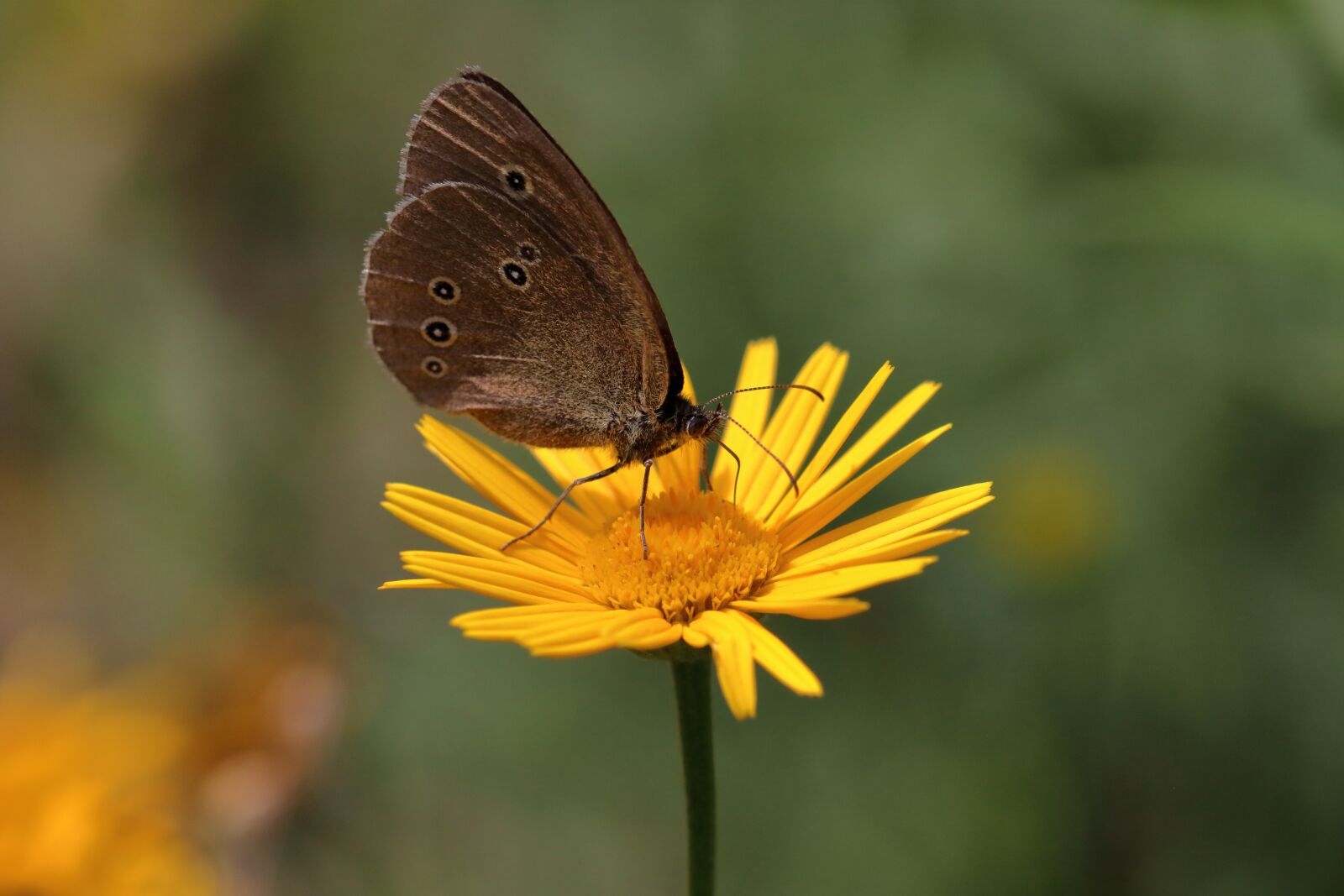 Canon EOS 80D sample photo. Butterfly, wings, insect photography