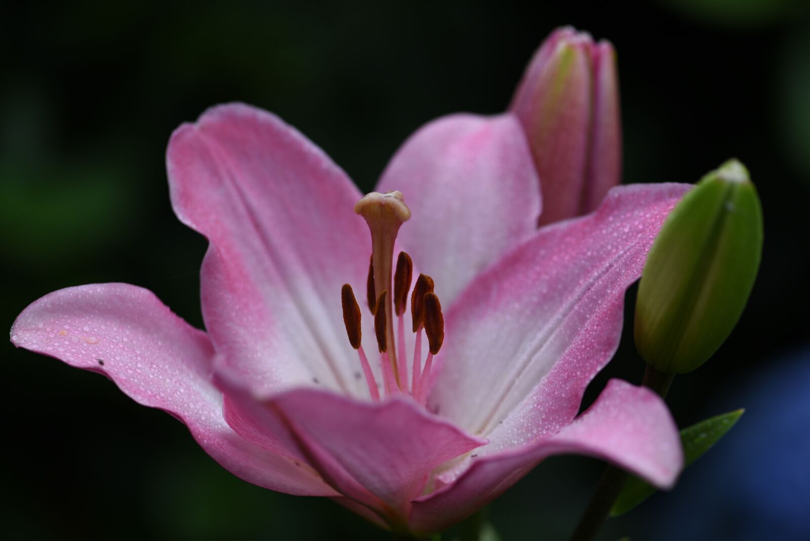 Nikon D750 sample photo. Lily, flower, garden photography