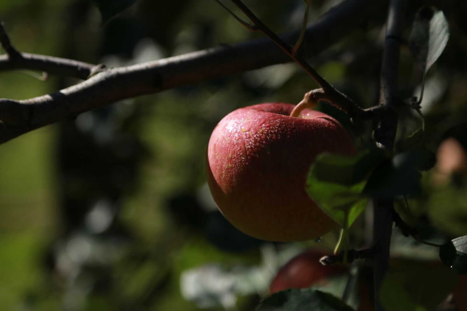 Canon EOS 6D + Canon EF 24-105mm F4L IS USM sample photo. Apple, apple tree, fruit photography