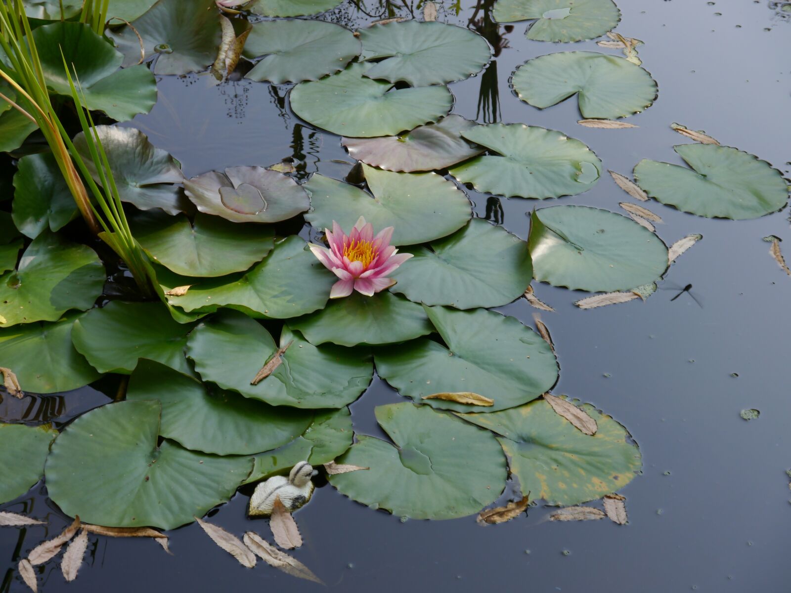 Panasonic Lumix DMC-G3 sample photo. Flower, water lily, water photography