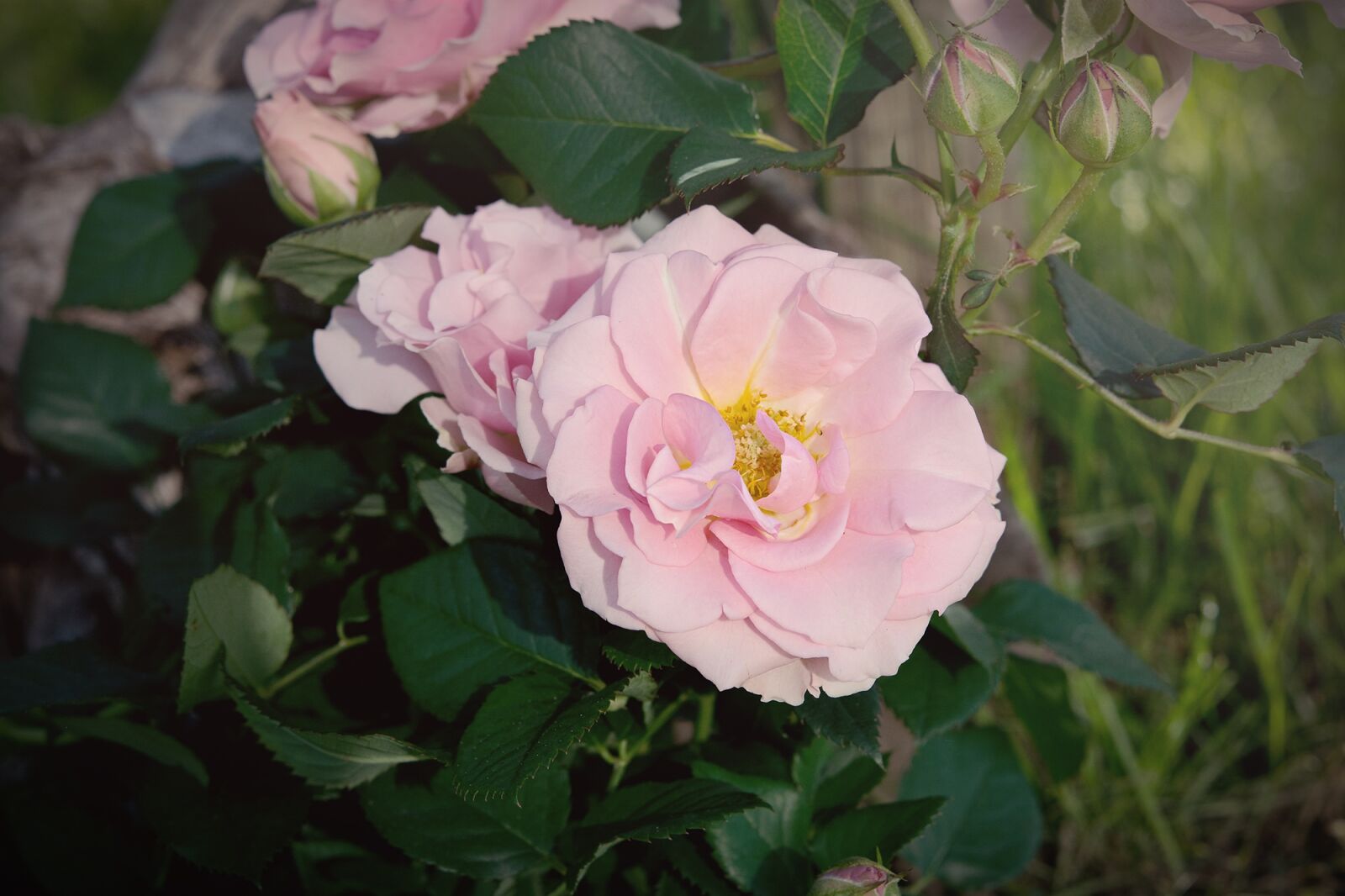 Nikon D7100 sample photo. Rose, pink, pink rose photography