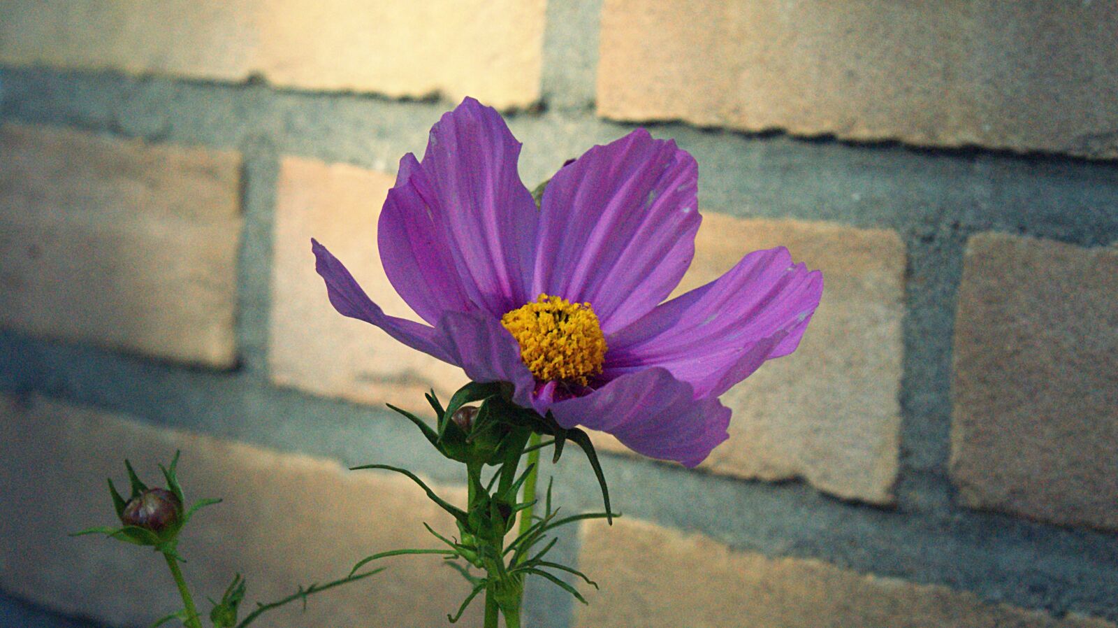 Sony Alpha DSLR-A350 sample photo. Flower, summer, purple photography