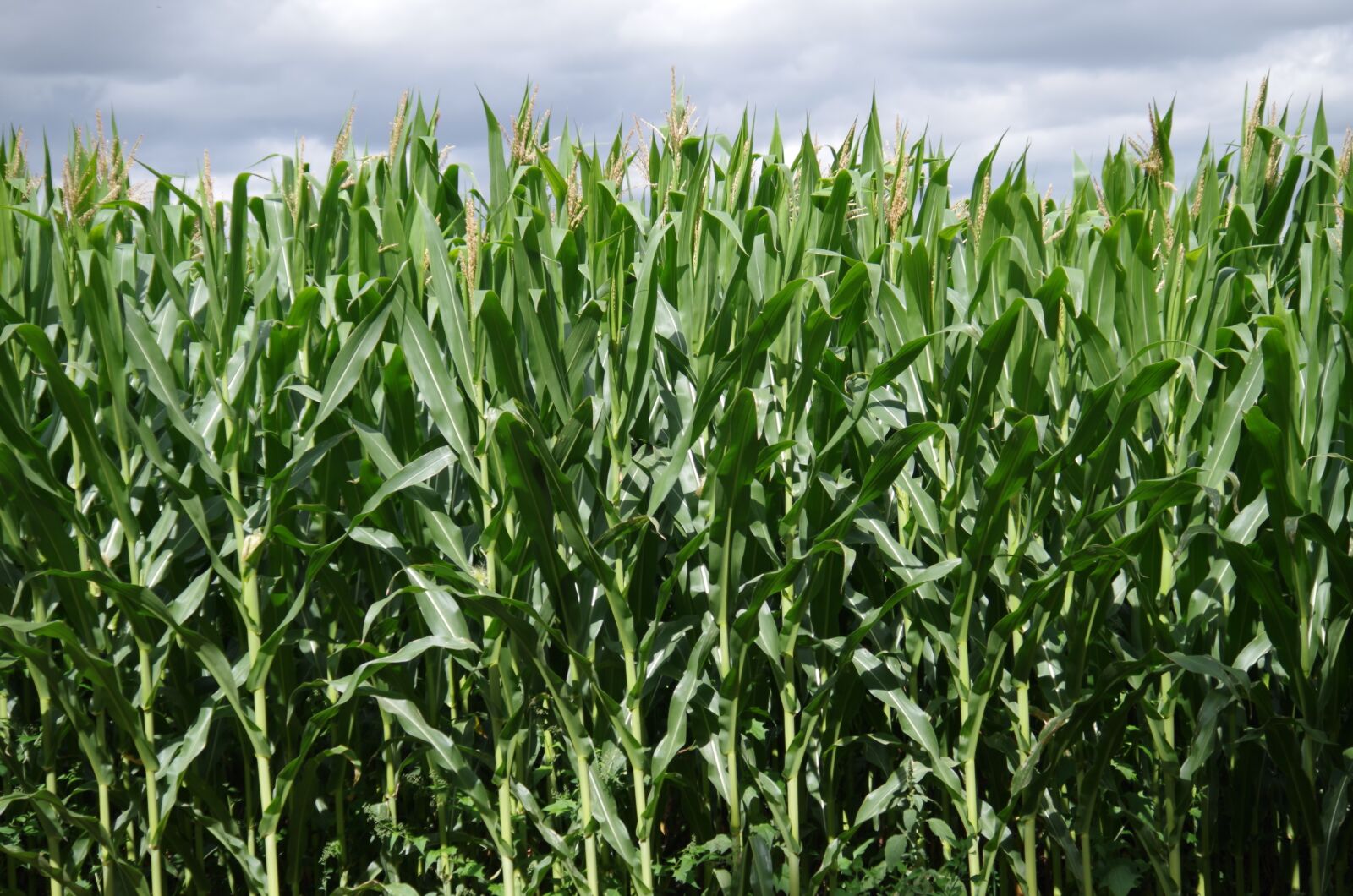 Pentax K-500 sample photo. Corn on the cob photography
