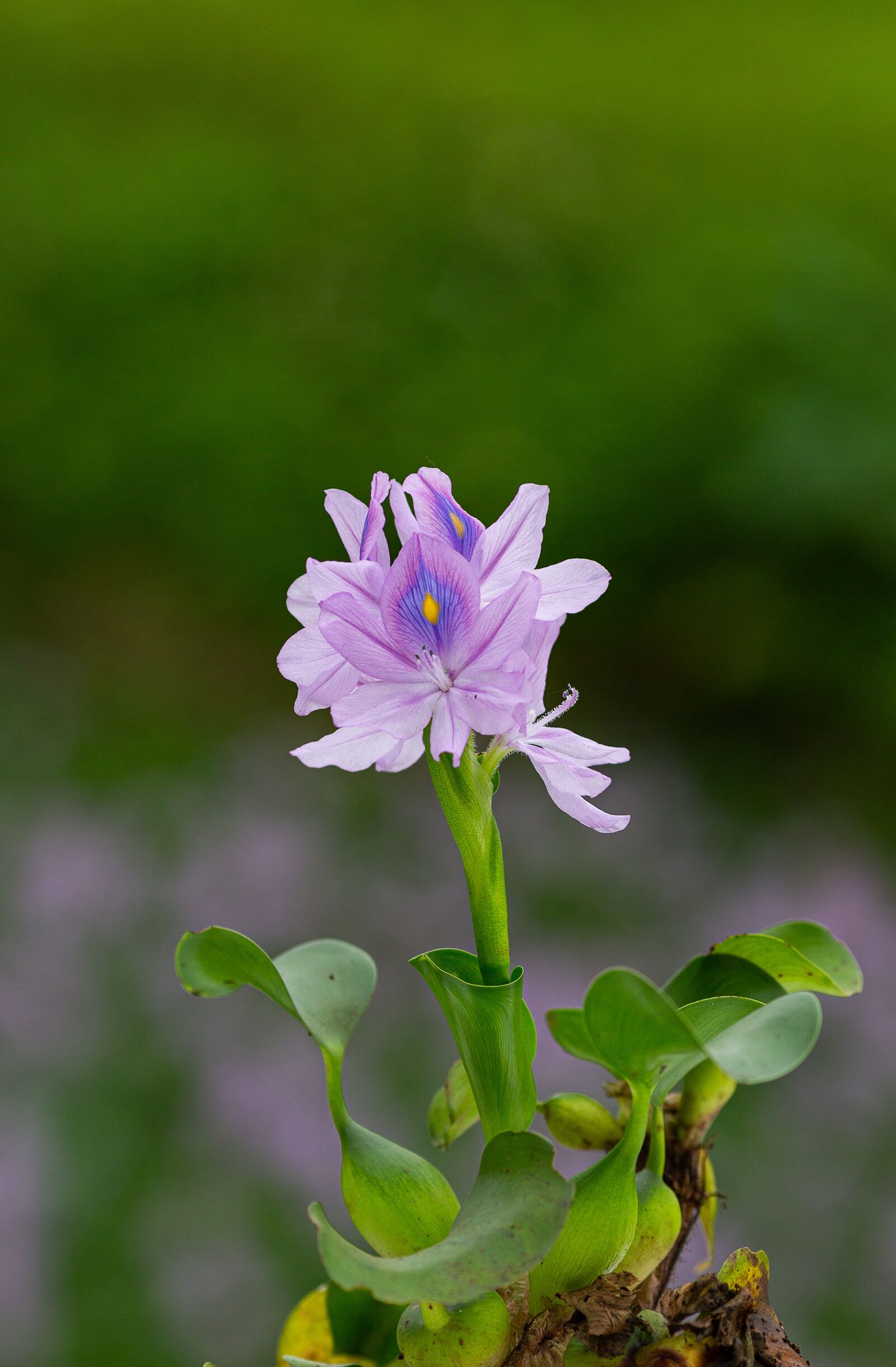 Canon EOS 5D Mark III + Canon EF 135mm F2L USM sample photo. Eichhornia crassipes, flower, ruffles photography