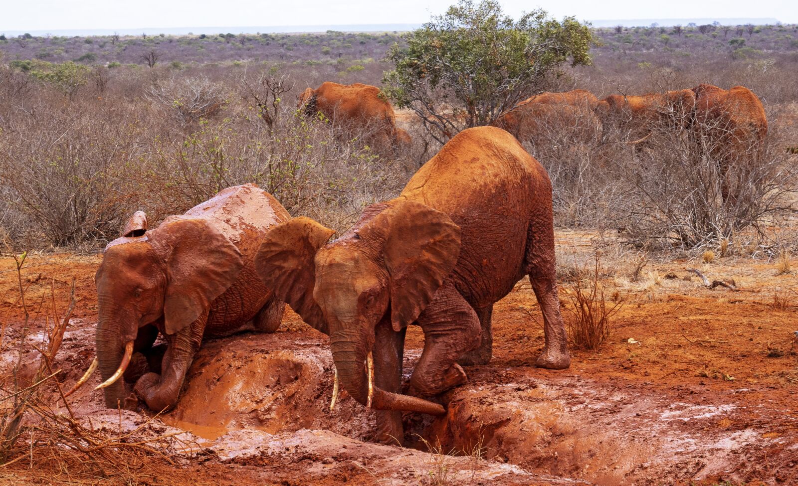 Olympus M.Zuiko Digital ED 12-100mm F4.0 IS Pro sample photo. Africa, kenya, tsavo east photography