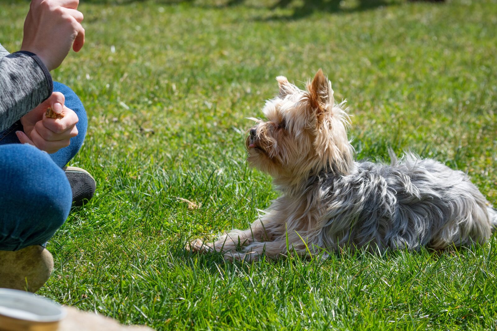 Nikon D7100 sample photo. Dog, dog training, space photography