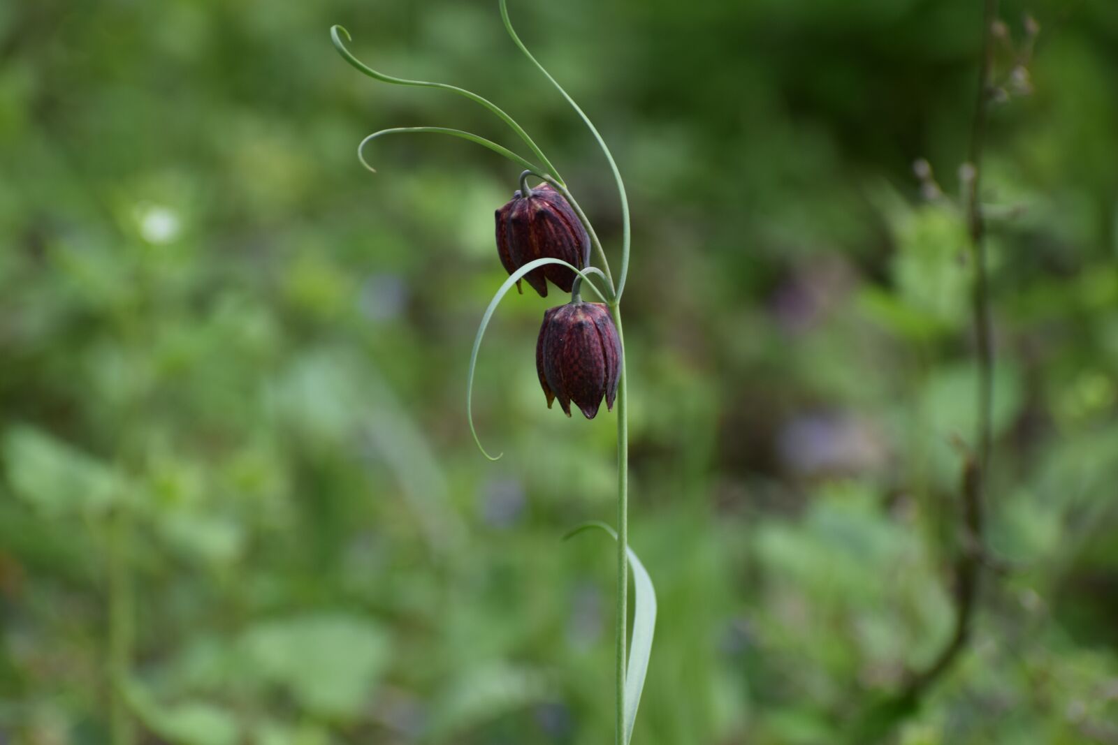 Nikon D3300 sample photo. Tulip motley, fritillaria meleagris photography