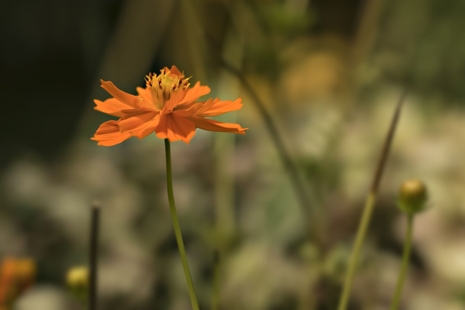Canon EOS 60D + Canon EF 50mm F1.8 II sample photo. Flower, spring, color photography