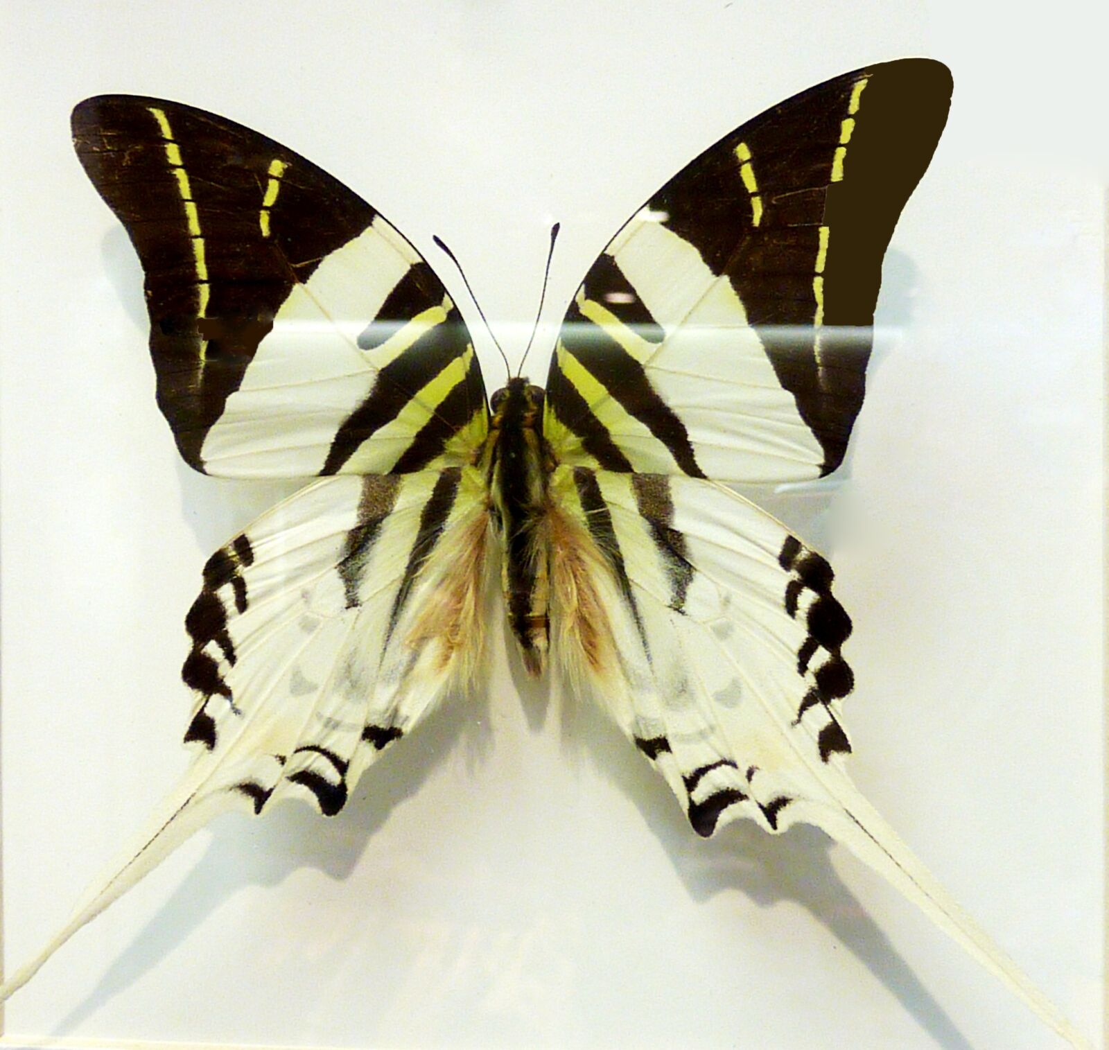 Panasonic DMC-TZ7 sample photo. Butterfly, butterflies, insect photography