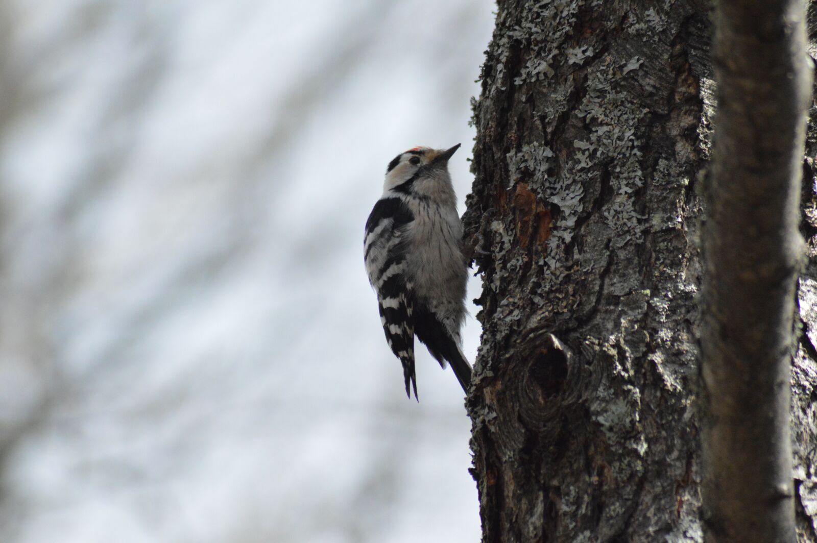 Nikon D3200 sample photo. Woodpecker, the birds, nature photography