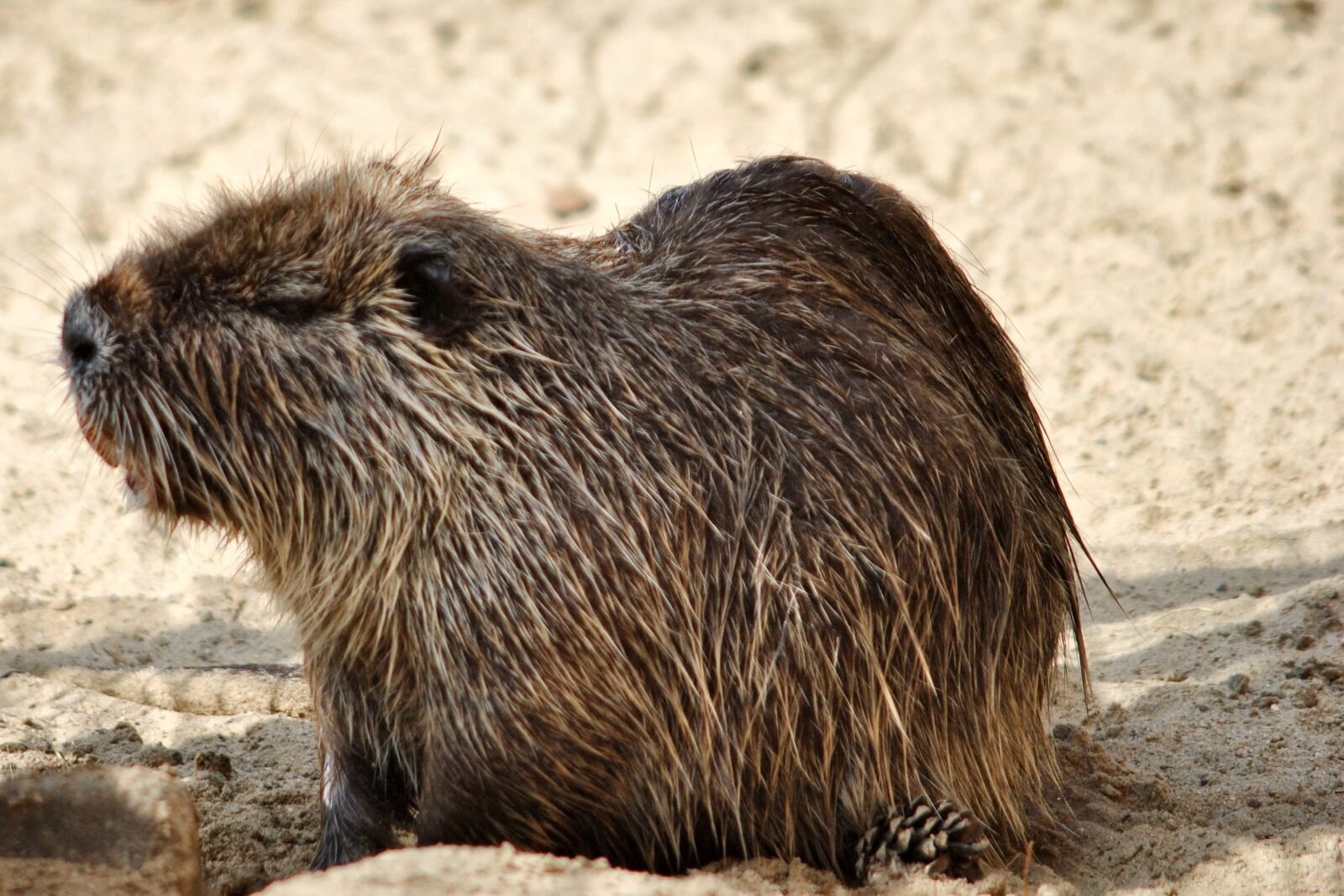 Nikon D3000 sample photo. Nutria, rodent, animal photography