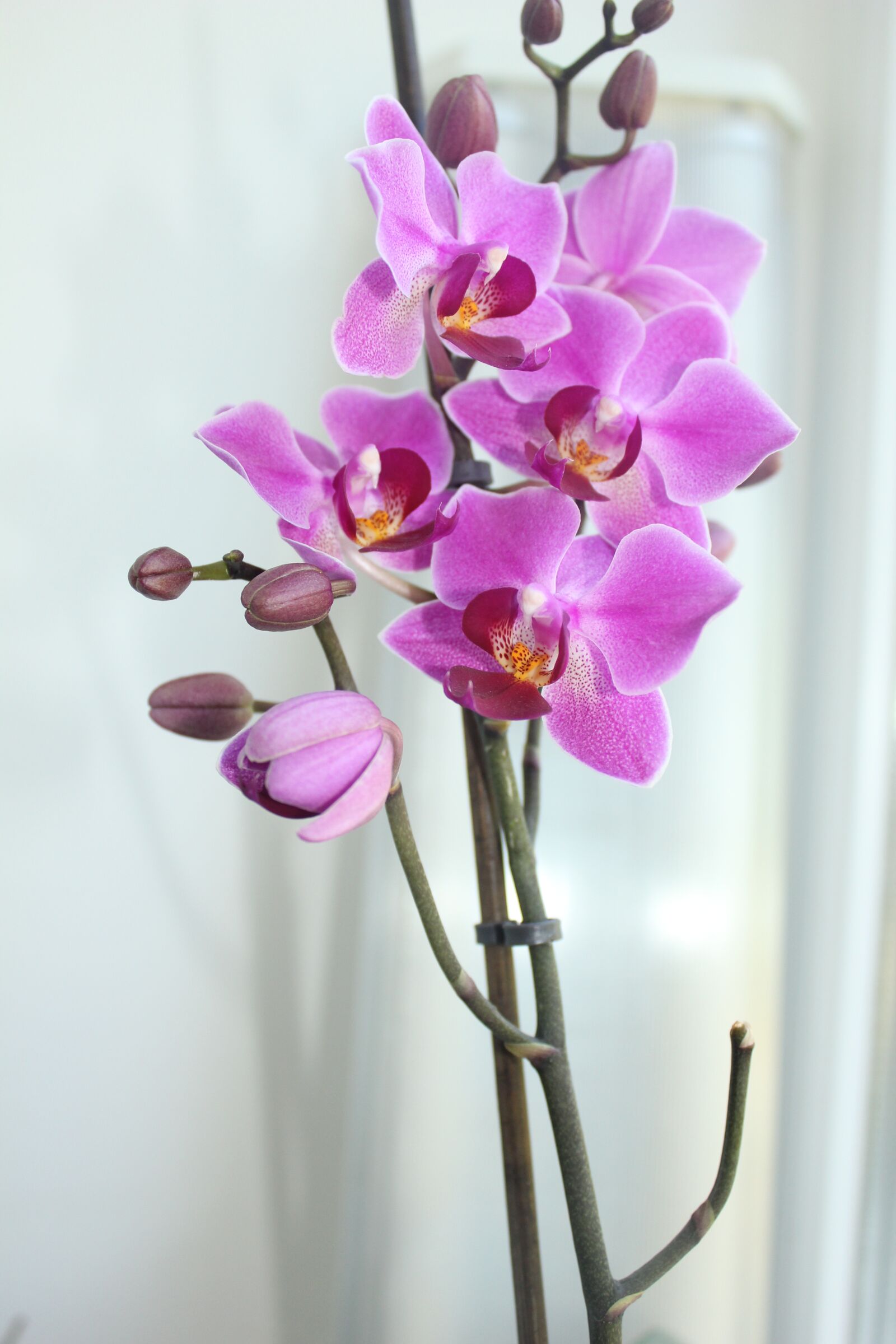 Canon EOS 550D (EOS Rebel T2i / EOS Kiss X4) sample photo. Orchid, phalaenopsis, beautiful flower photography