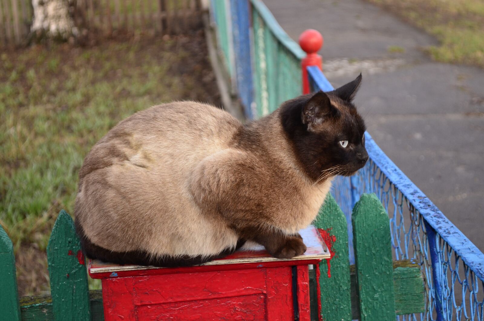 Nikon D5100 sample photo. Siamese cat, cat, animals photography