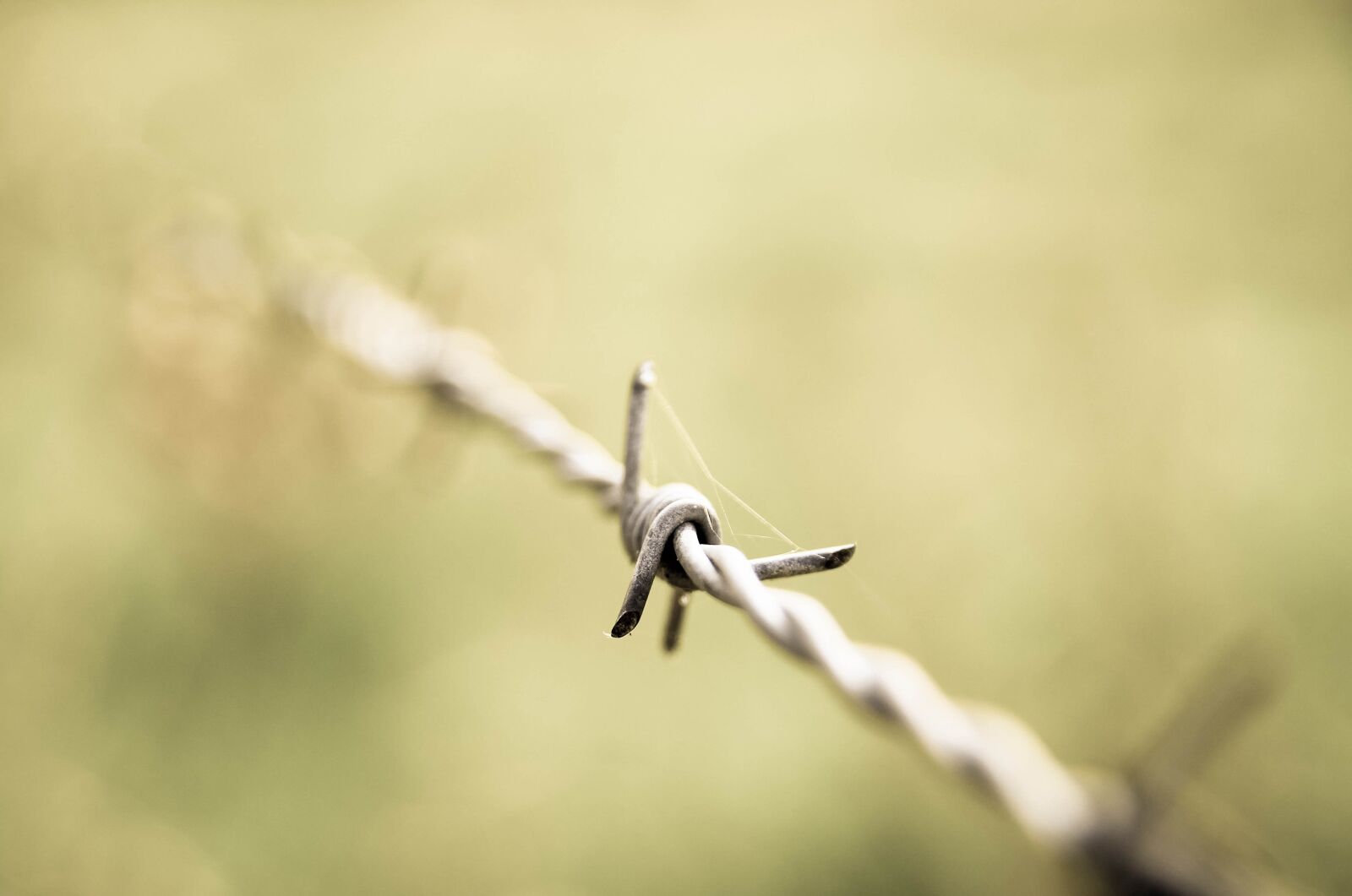 Canon EOS 600D (Rebel EOS T3i / EOS Kiss X5) sample photo. Wire, sharp, fence photography