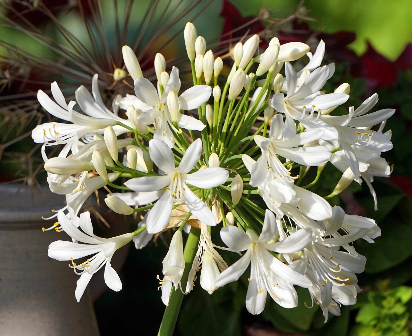 Sony Alpha a5000 (ILCE 5000) + Sony E 55-210mm F4.5-6.3 OSS sample photo. Agapanthus, white, blossom photography