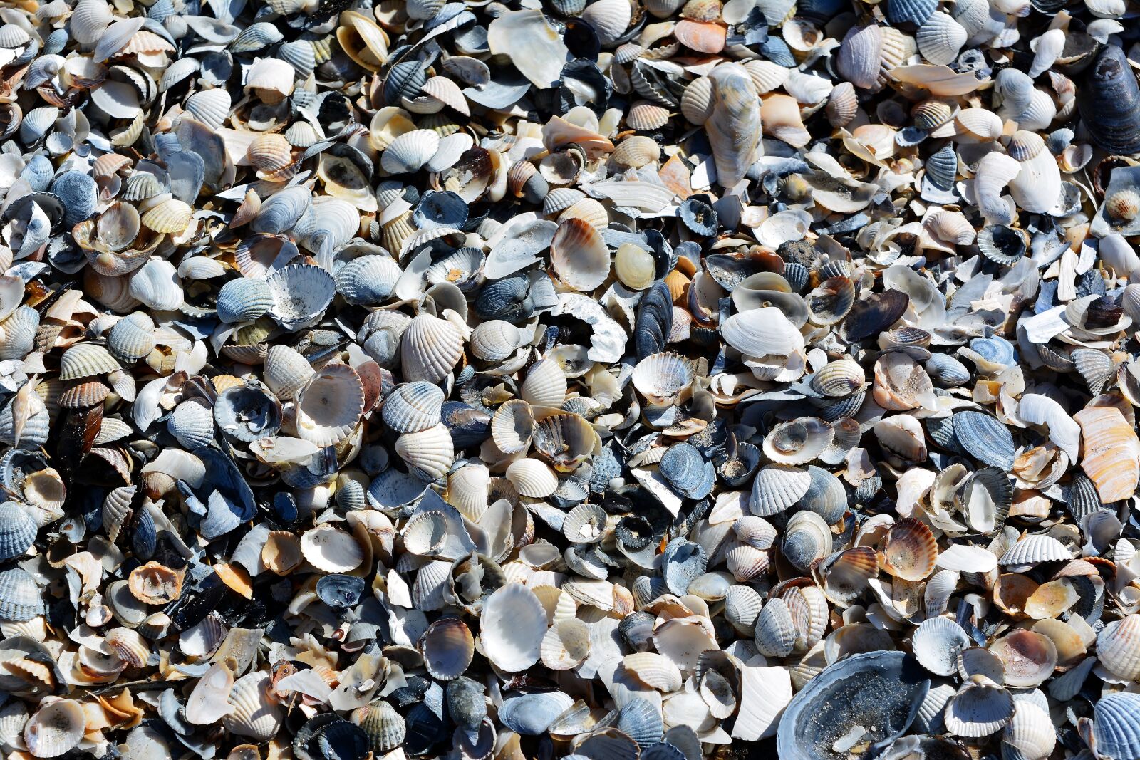 Nikon D5200 sample photo. Mussels, baltic sea, beach photography