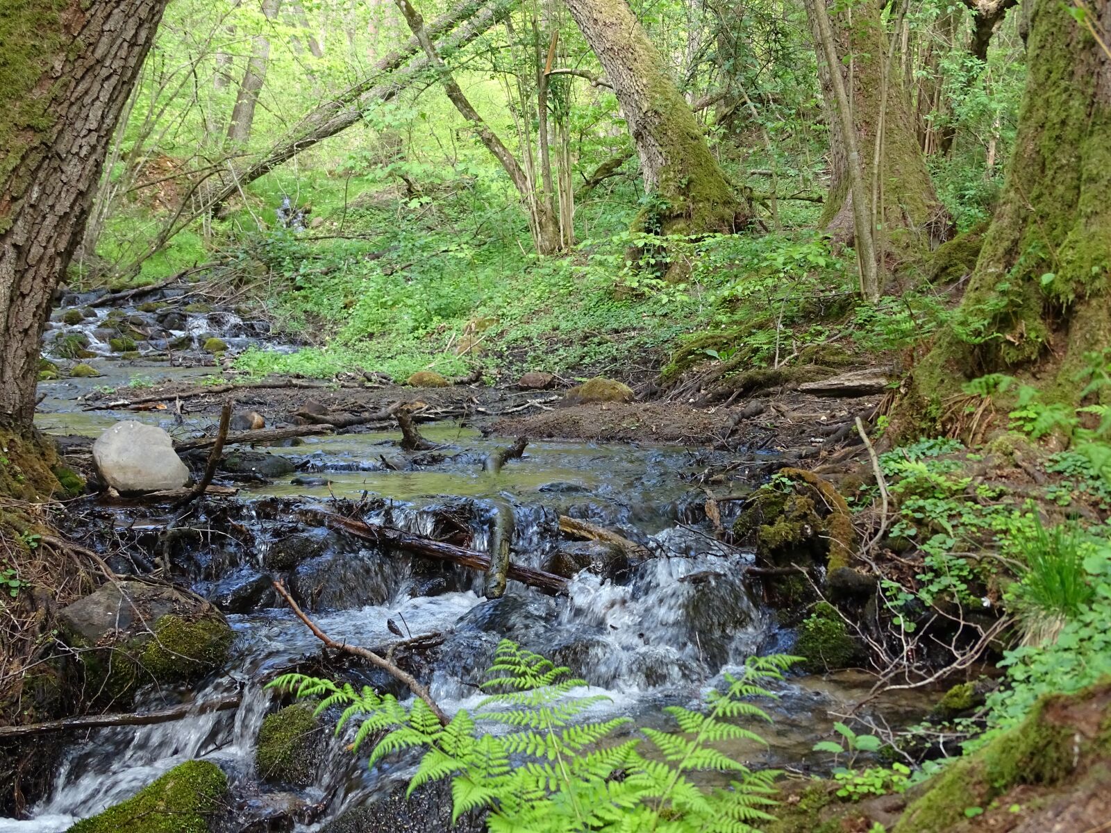 Sony Cyber-shot DSC-HX400V sample photo. Forest, stream, nature photography