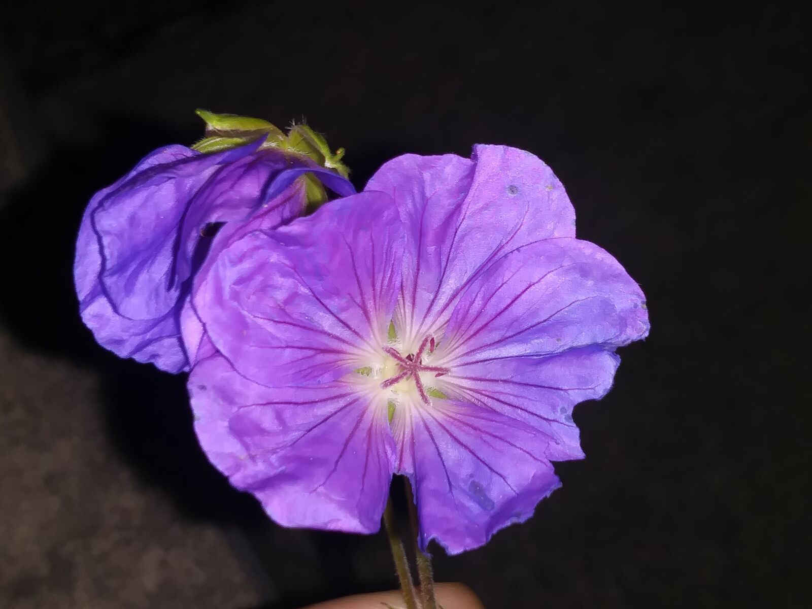 LG ARISTO sample photo. Flower, purple photography