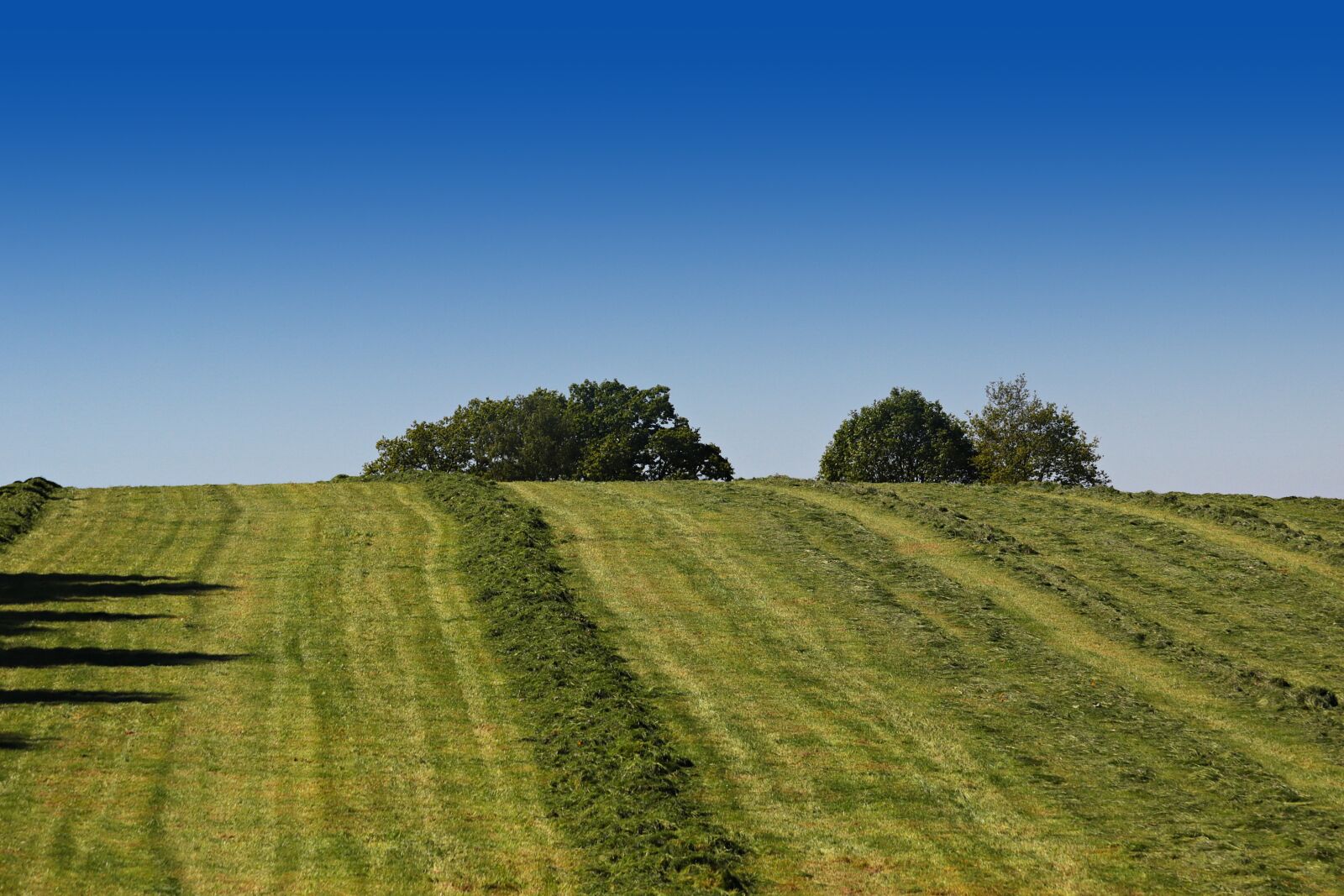 Canon EF-S 55-250mm F4-5.6 IS STM sample photo. Agriculture, meadow, pasture photography