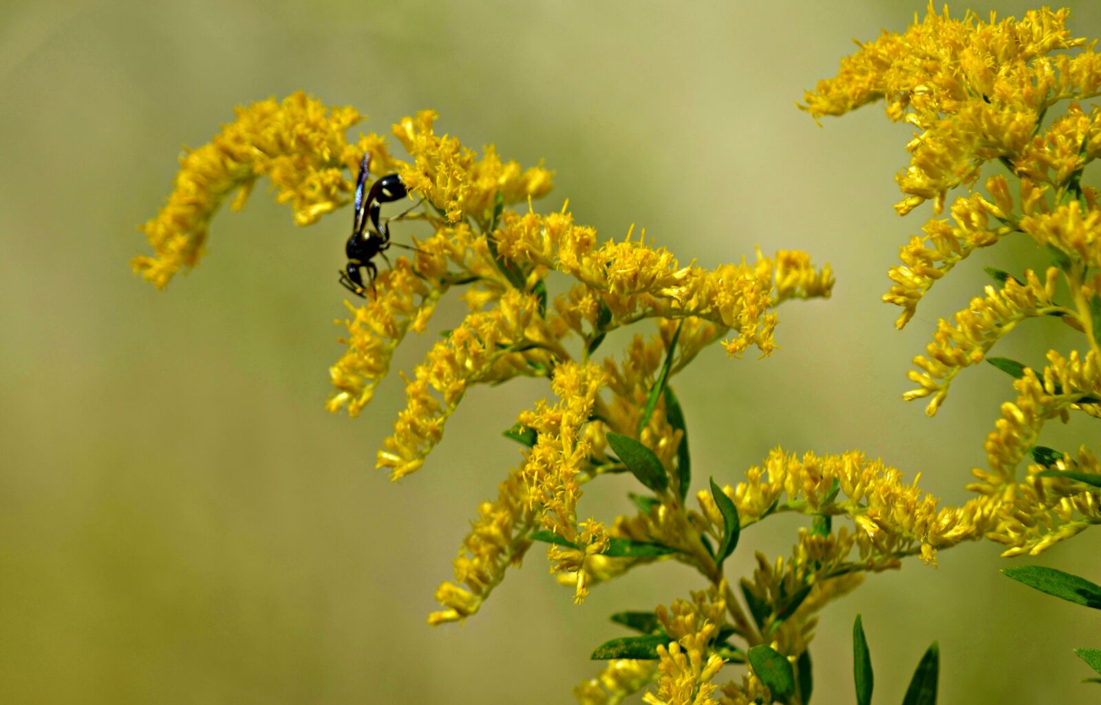Nikon D5100 sample photo. Nature, flower, plant photography