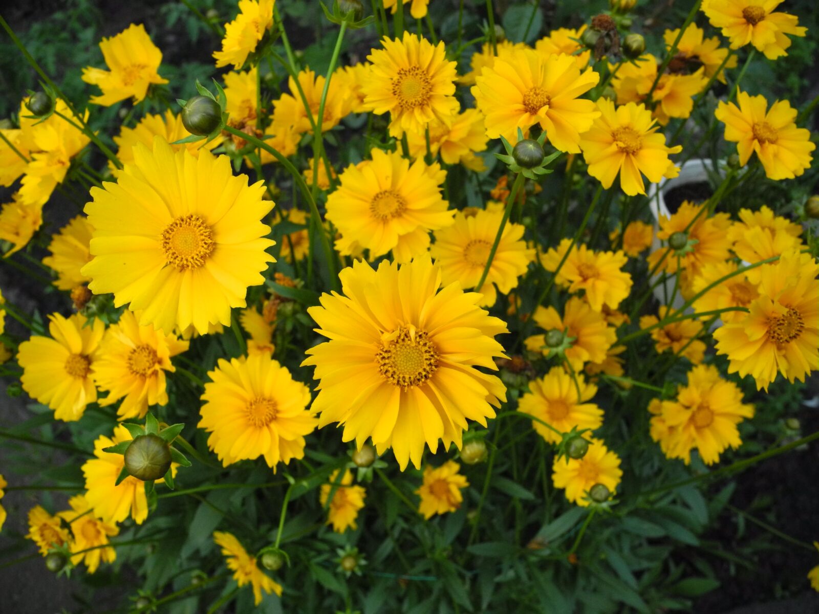 Nikon Coolpix P7100 sample photo. Flowers, yellow daisies, macro photography