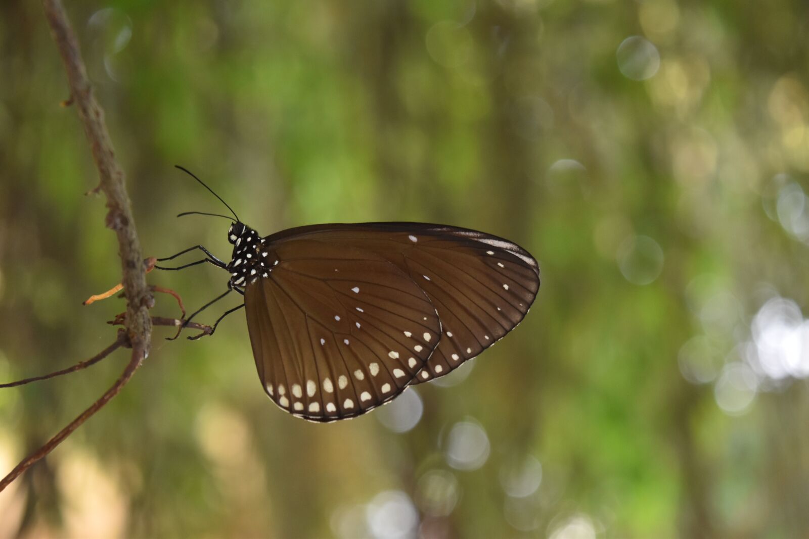 Nikon D5500 sample photo. Butterfly, insect, nature photography