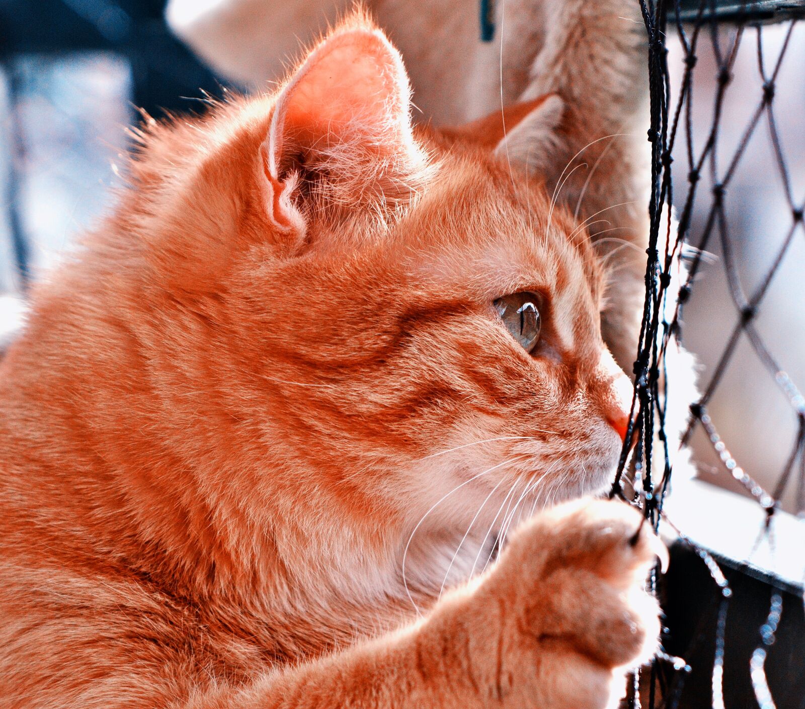 Nikon D3200 sample photo. Cat, mackerel, cat power photography