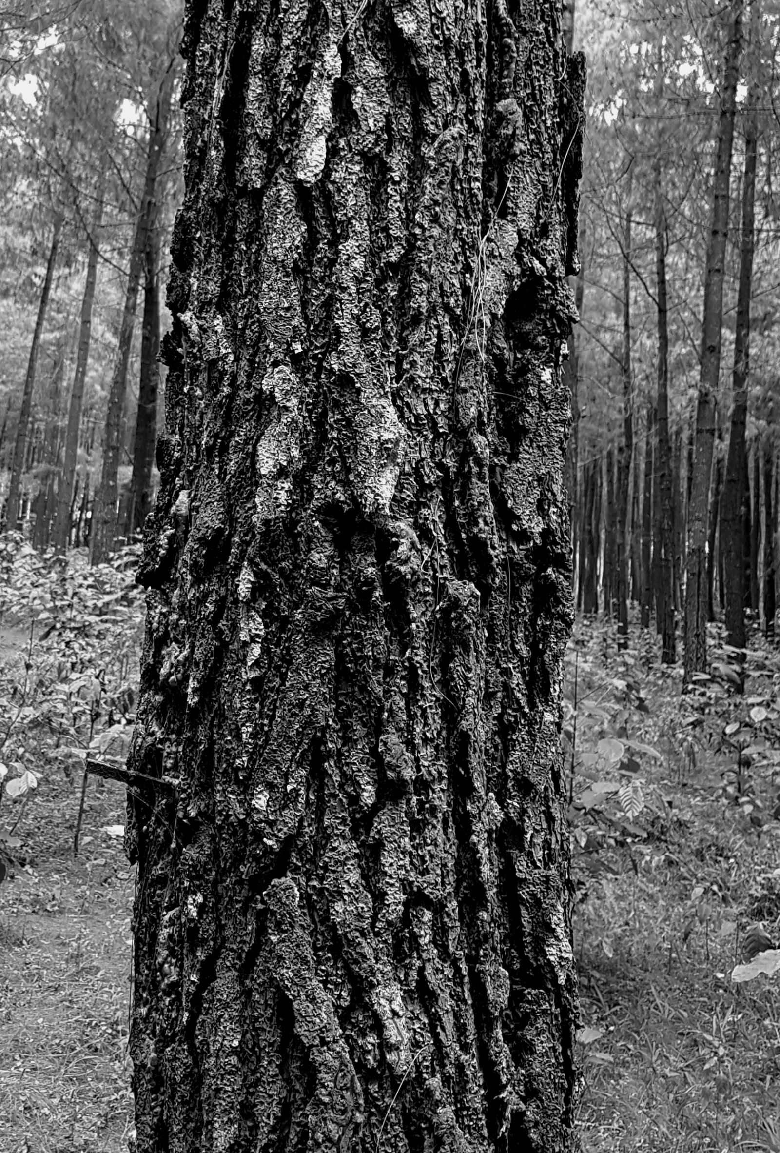 Samsung Galaxy S7 Edge sample photo. Black, and, white, wood photography