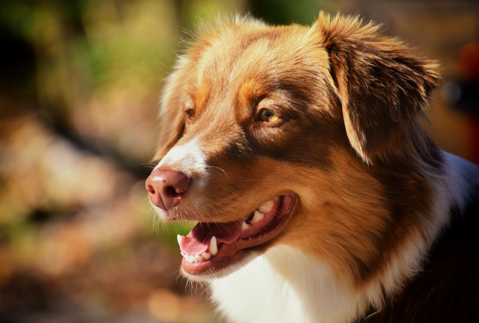 Nikon D7200 sample photo. Dog, pet, quadruped photography