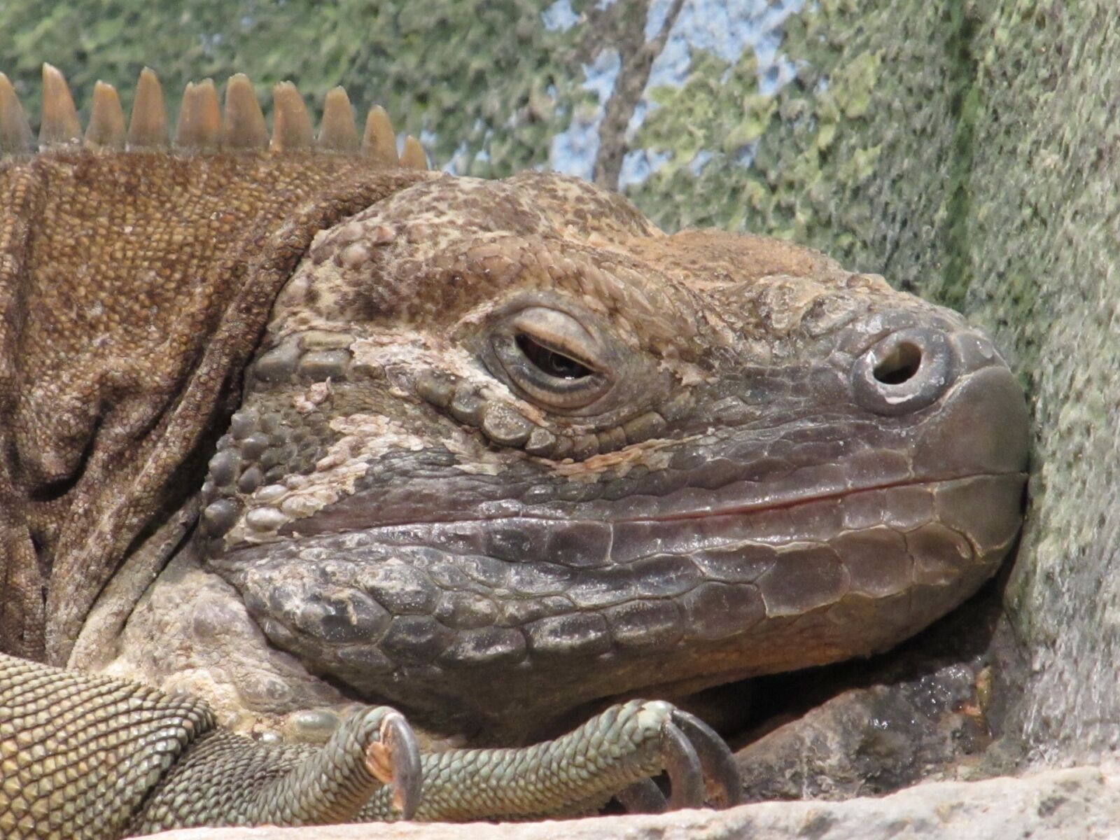 Canon PowerShot SX130 IS sample photo. Jamaican iguana, reptile, rare photography